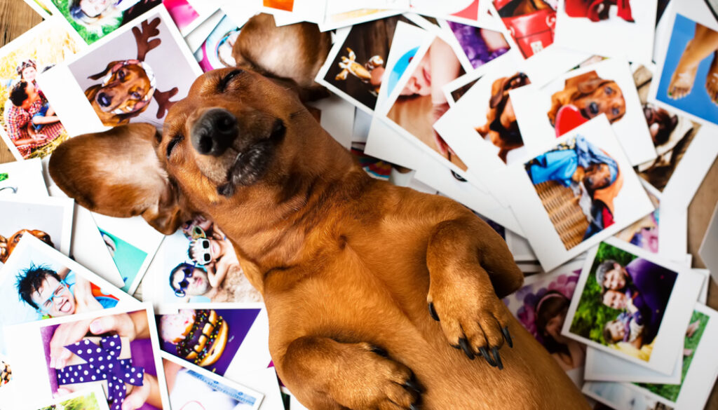 Cute dog among the photos