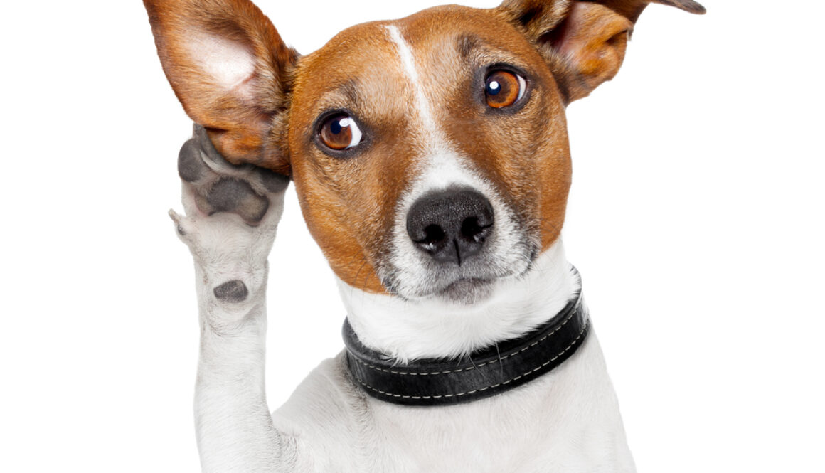 Dog listening